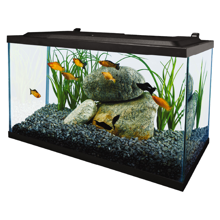 10 gallon fish 2025 tank starter kit